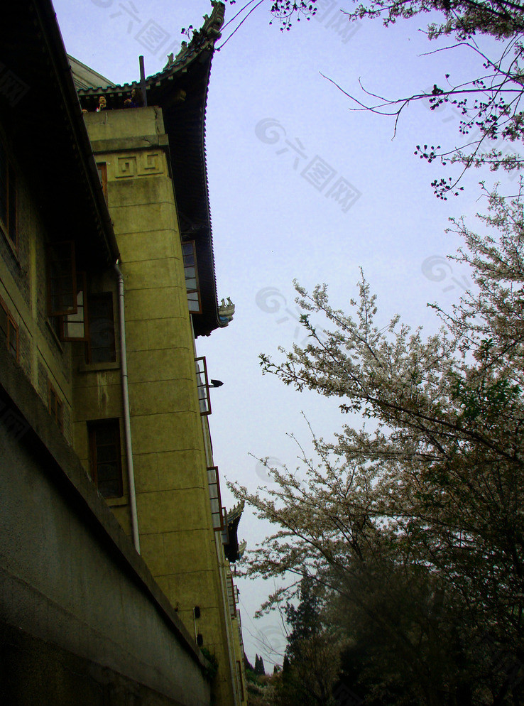 武漢大學 櫻花節圖片