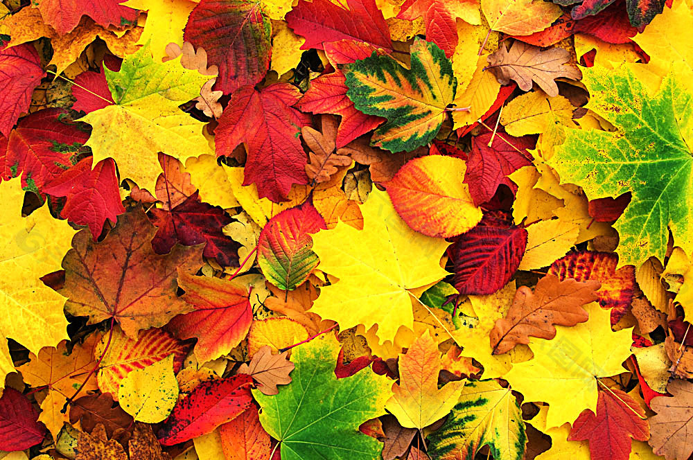 浏览本次作品的您可能还对秋天树叶背景,黄叶,落叶,梧桐叶,秋天树叶
