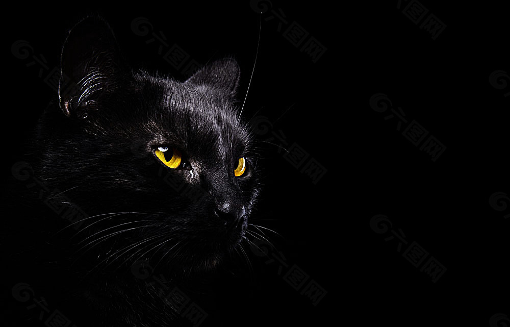 黑色背景与猫咪