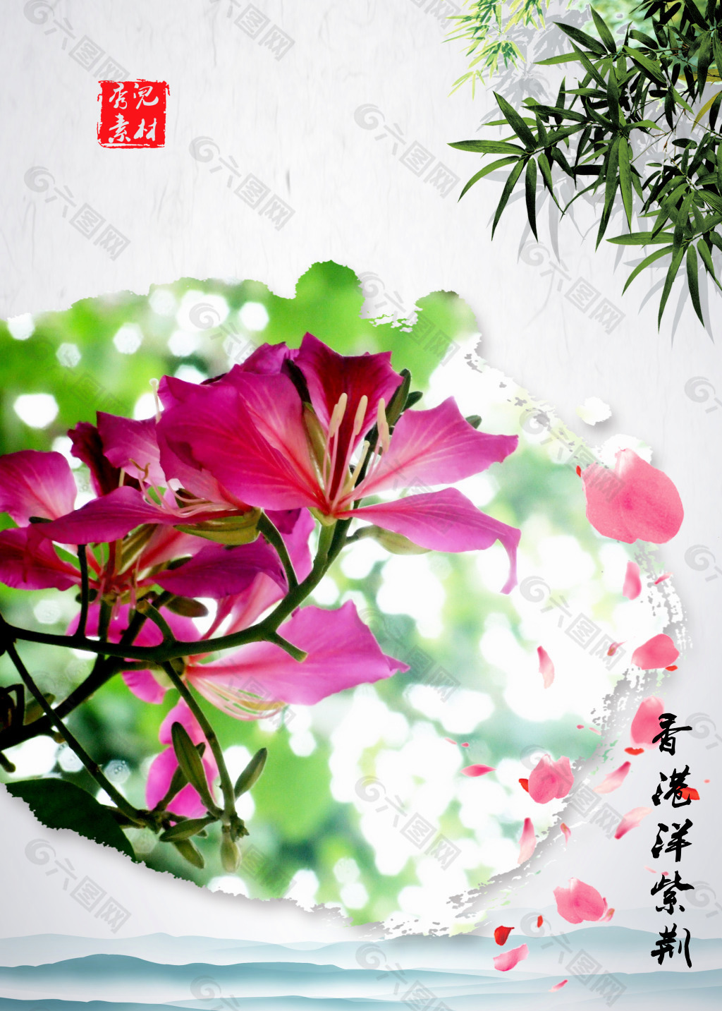 香港洋紫荆  洋紫荆