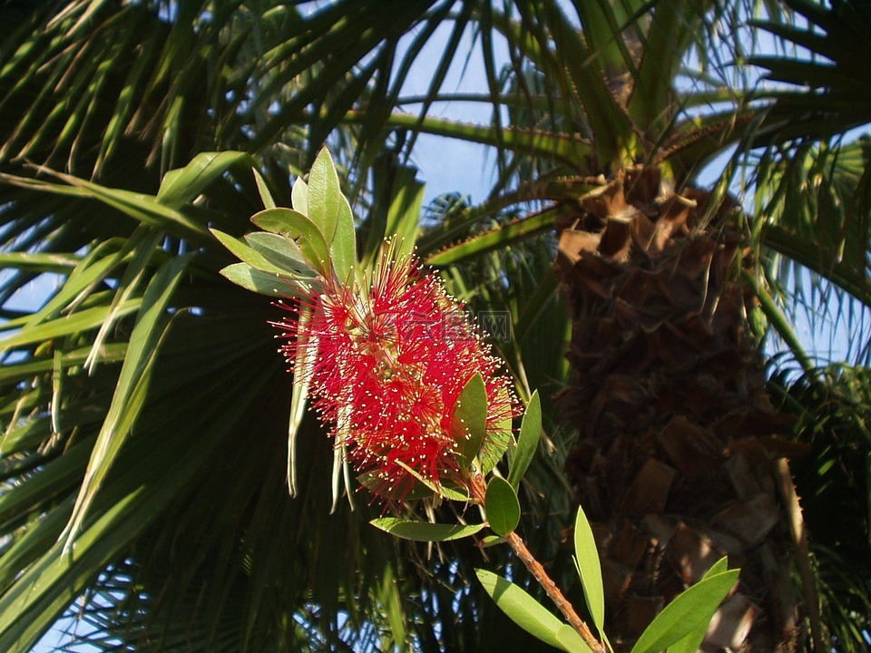 花,廠,紅色