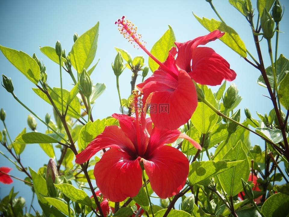 木槿,花,紅色