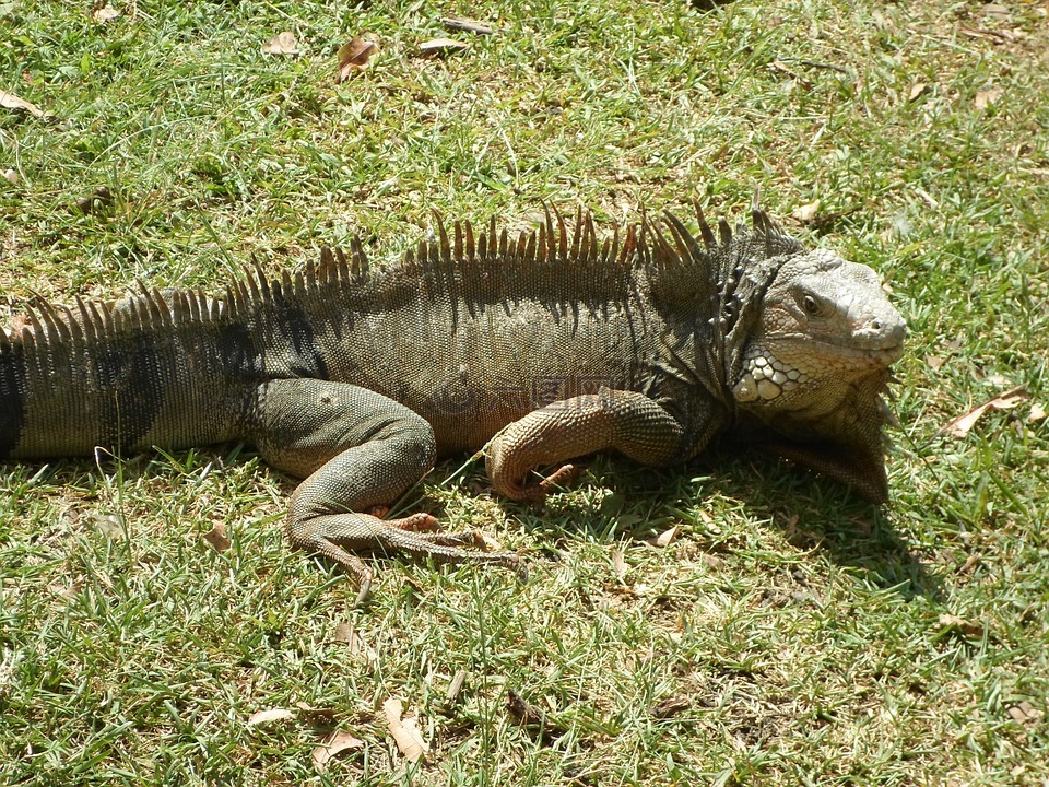 爬行動物,伊瓜,蜥蜴
