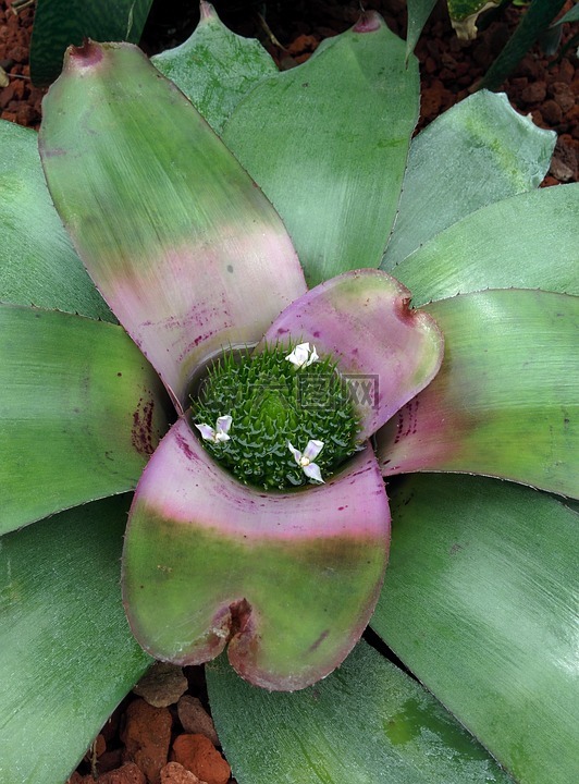 蒙特利爾,生態(tài)館,植物