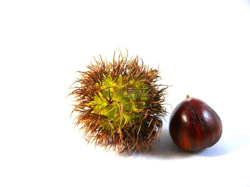 螺母,食品,秋