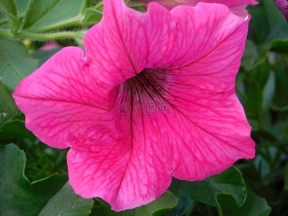 花盒,開花,鮮花