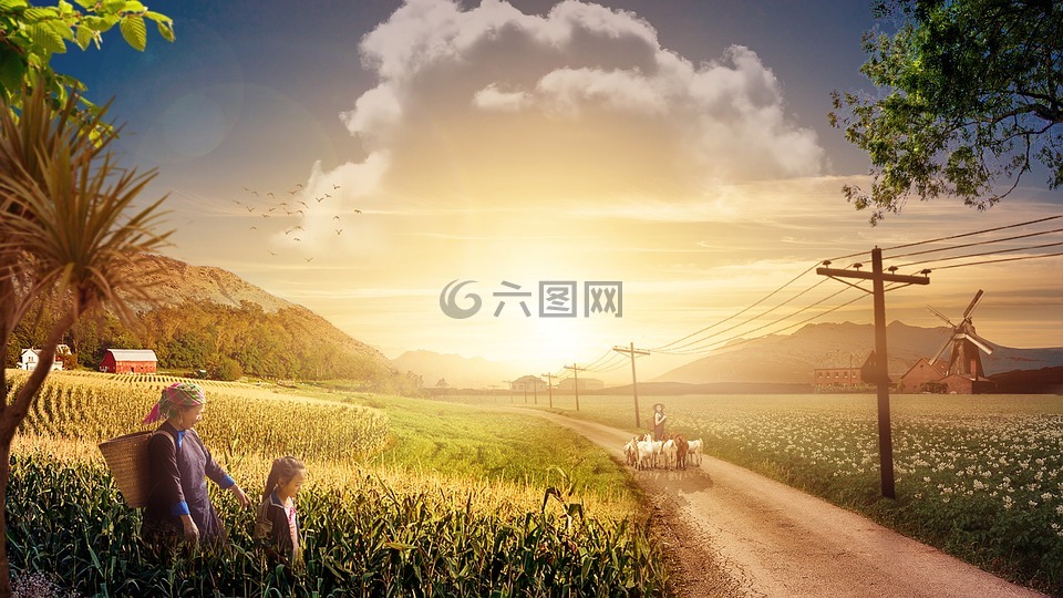 農(nóng)場(chǎng),收獲,ro?a