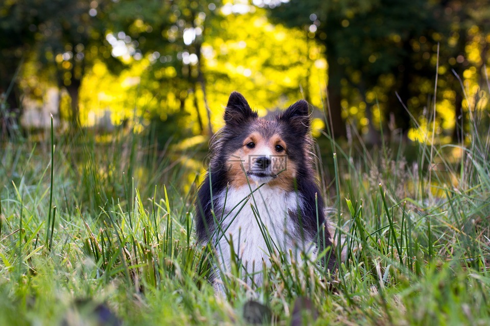狗,sheltie,動物肖像