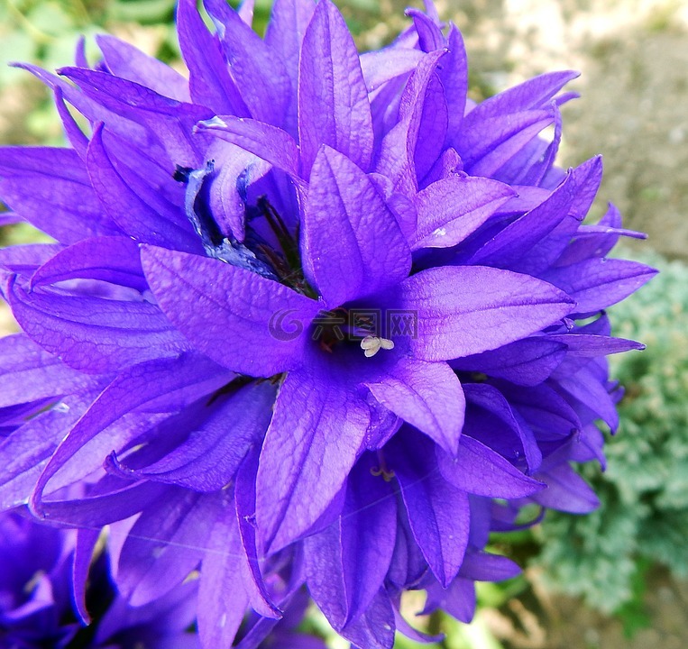 春天,花卉,紫色