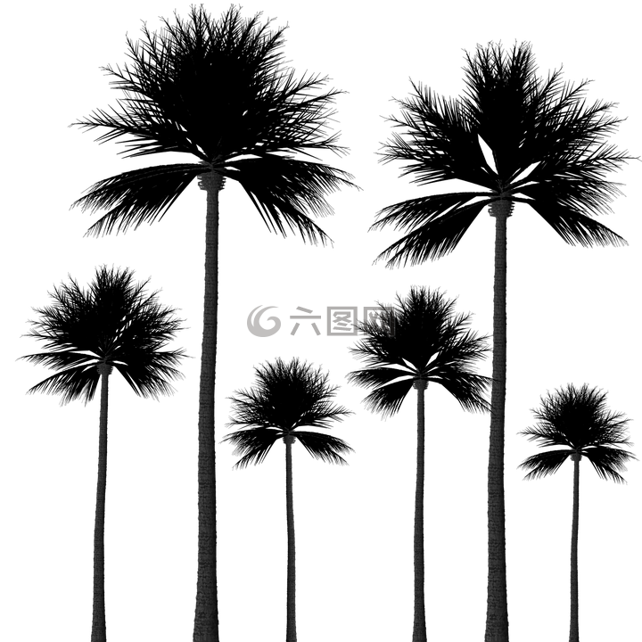 侧影,棕榈树,树剪影
