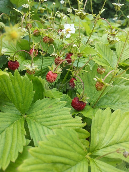 野草莓,花園,夏天