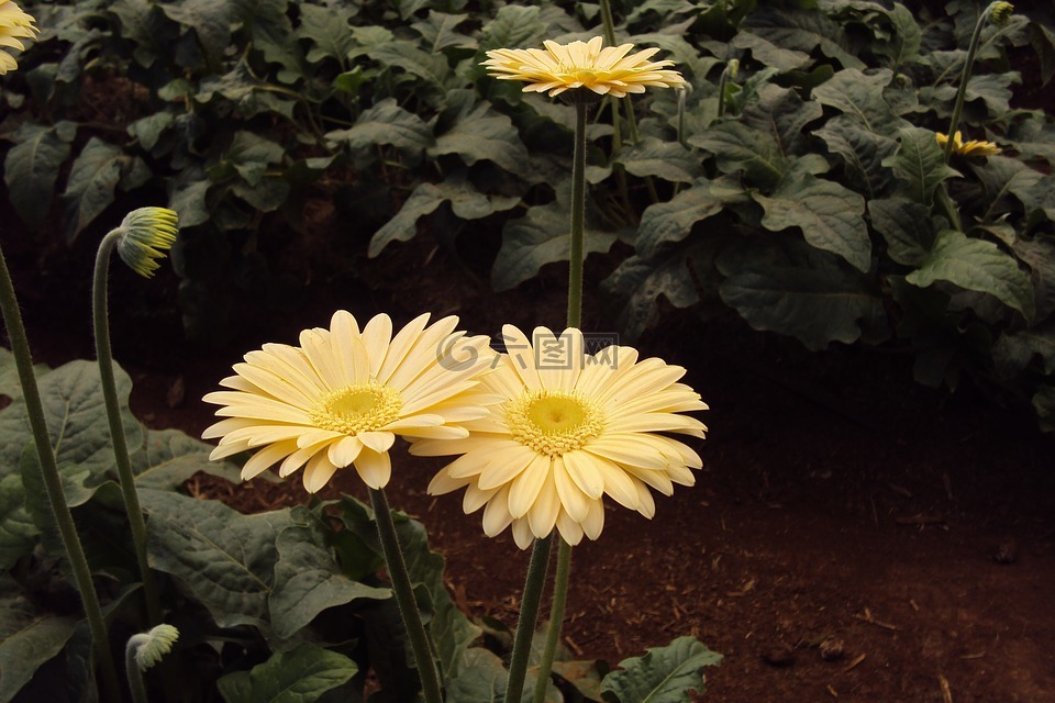 黄色的花,菊花,开花