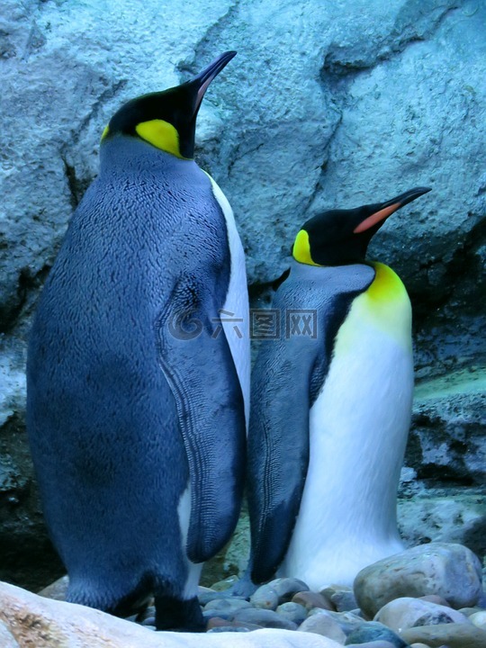 王企鵝,企鵝,卡爾加里動物園