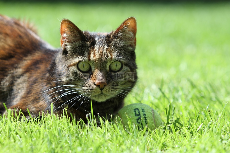 猫,宠物,玳瑁