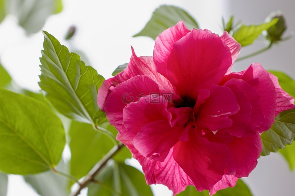槿,花