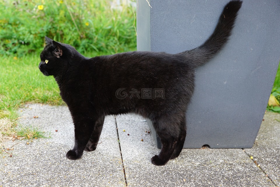 貓,黑色,萬圣節(jié)