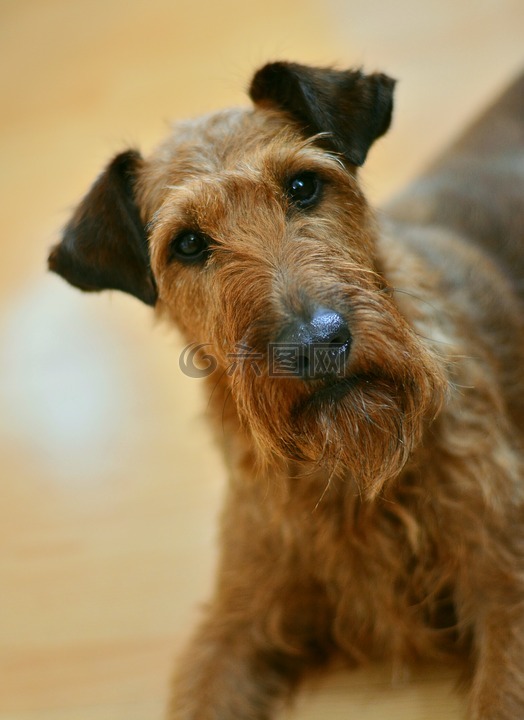 狗,爱尔兰梗,小猎犬
