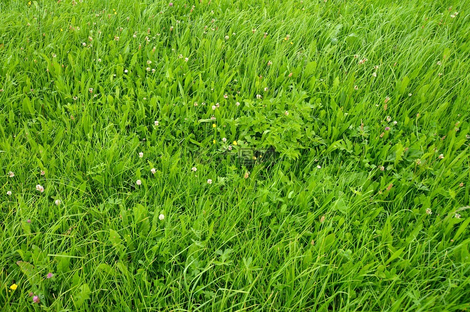 只是一片草地,野花,花多