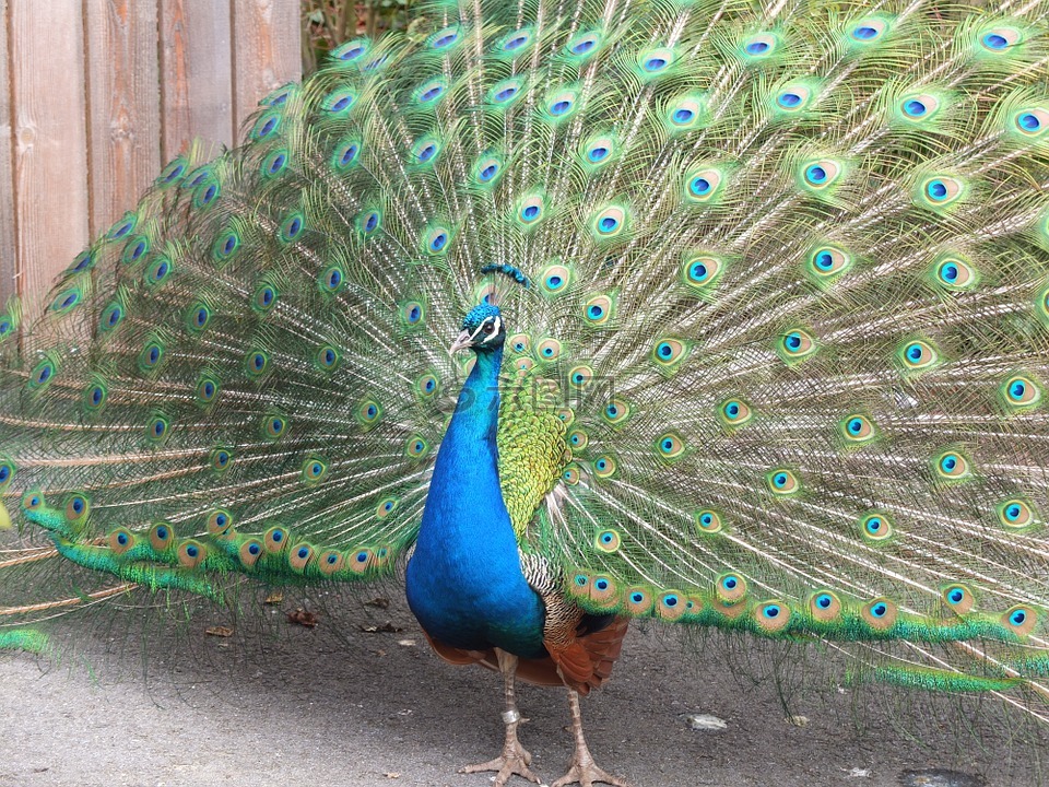 孔雀,羽毛尾,動物園