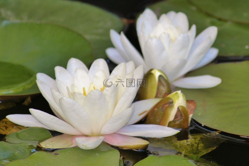 睡莲,白,水生植物