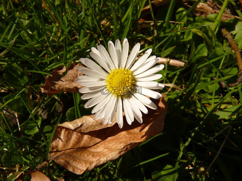 雛菊,花,廠