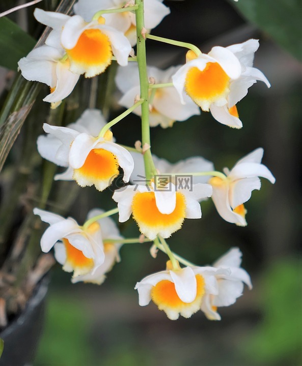 黃金石槲,蘭花,黃色