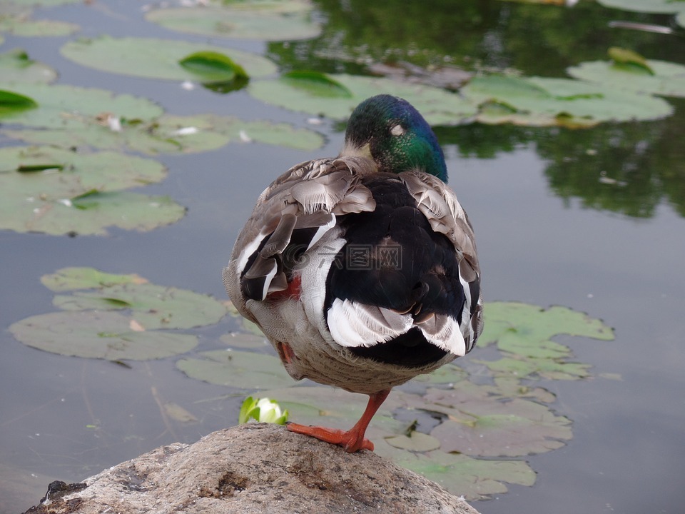 野鴨,鳧,性質(zhì)