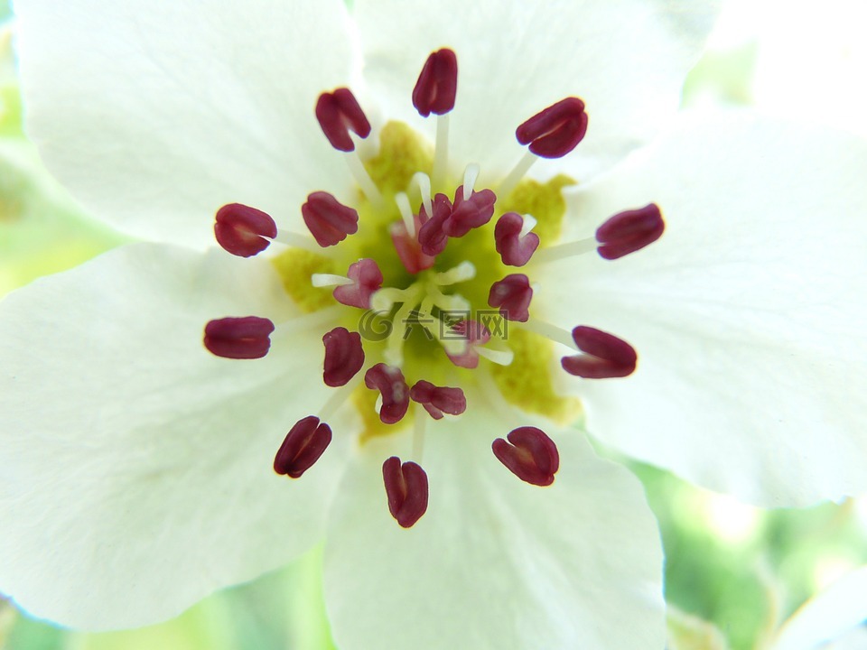 梨花,梨,開花