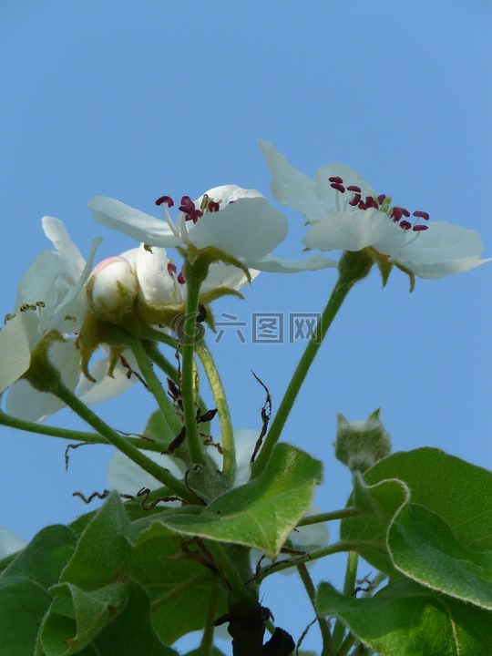 梨花,梨,開花