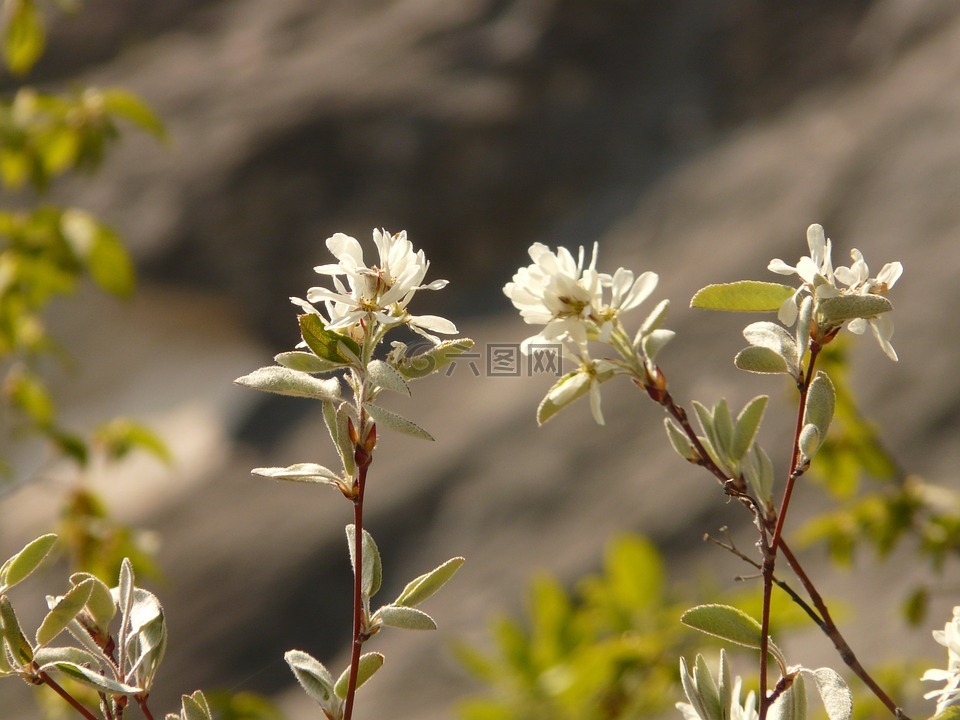 常見的巖梨,amelanchier,溫室玫瑰