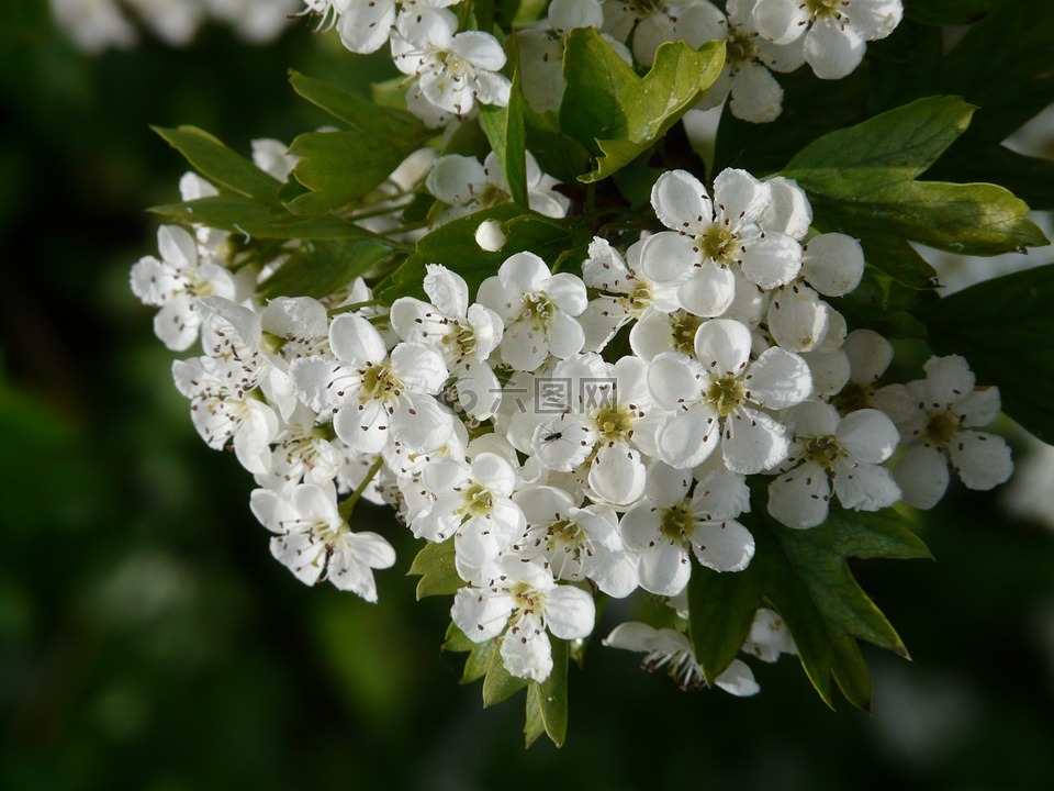 梨花,梨,開花