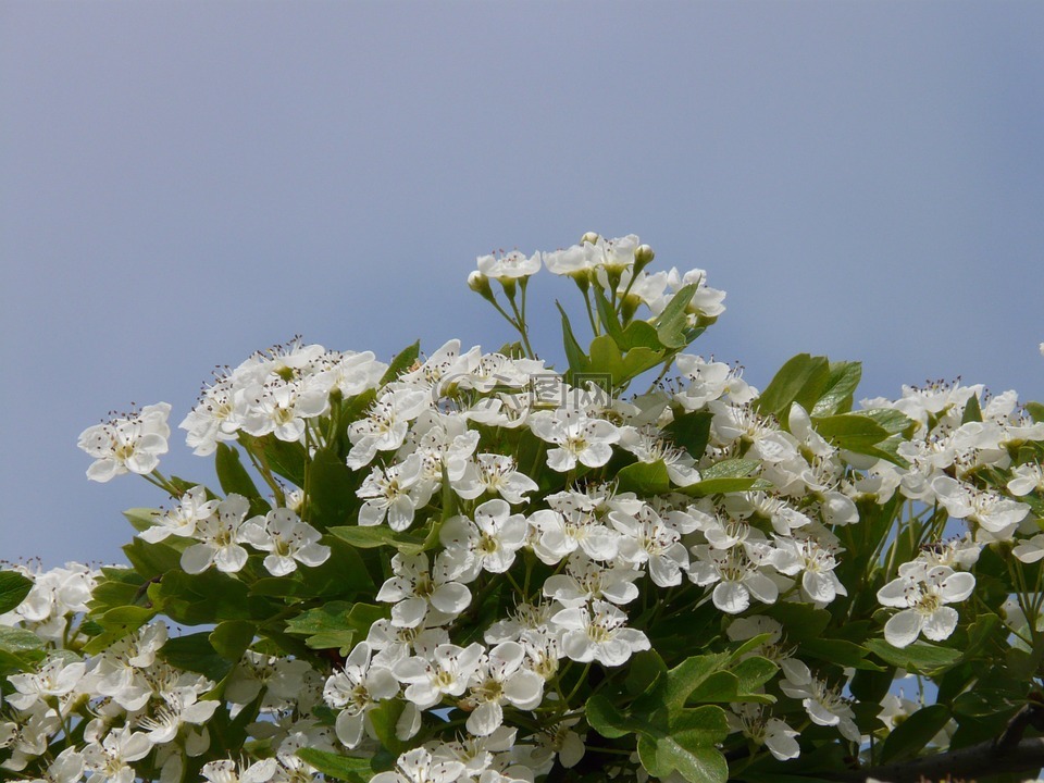 梨花,梨,開(kāi)花