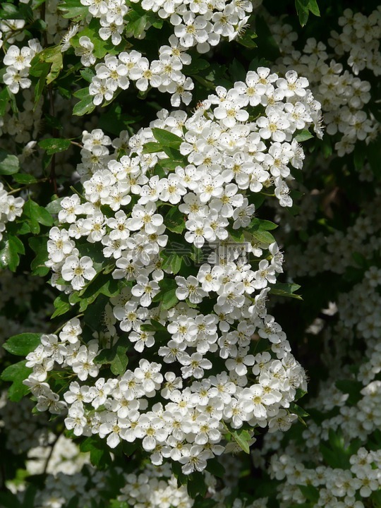 梨花,梨,開花