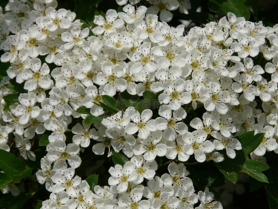 梨花,梨,開花