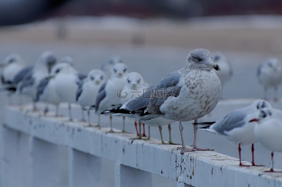 海鷗,水的鳥,水