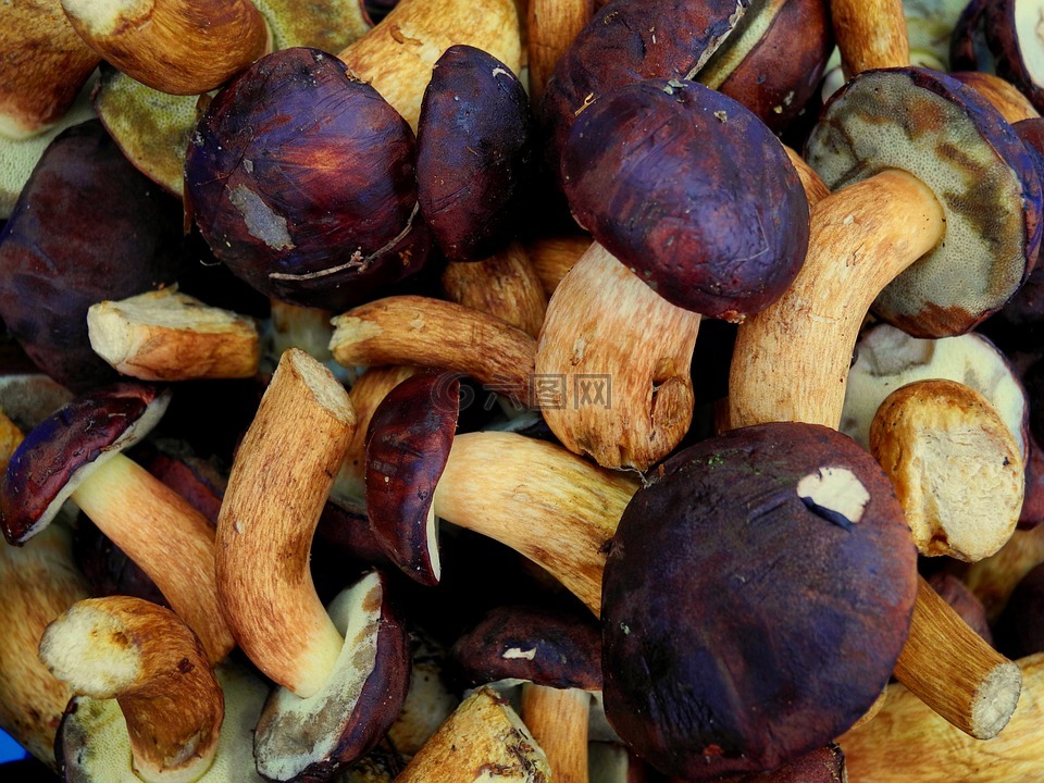 蘑菇,野生蘑菇,菌