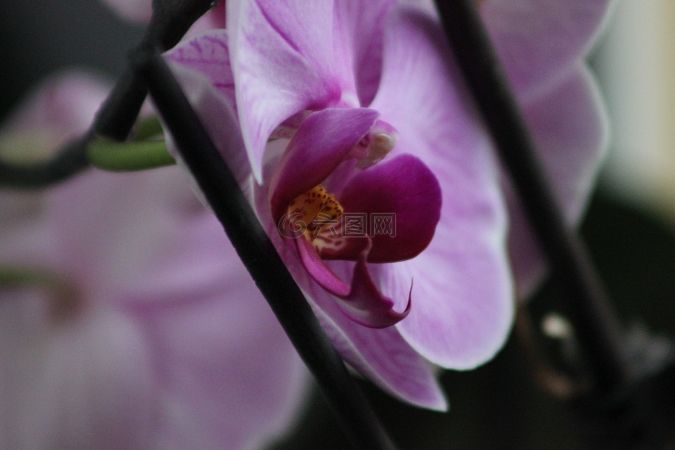 花,蘭花,廠