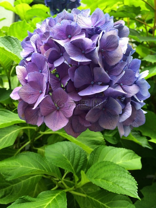 八仙花,紫,开花