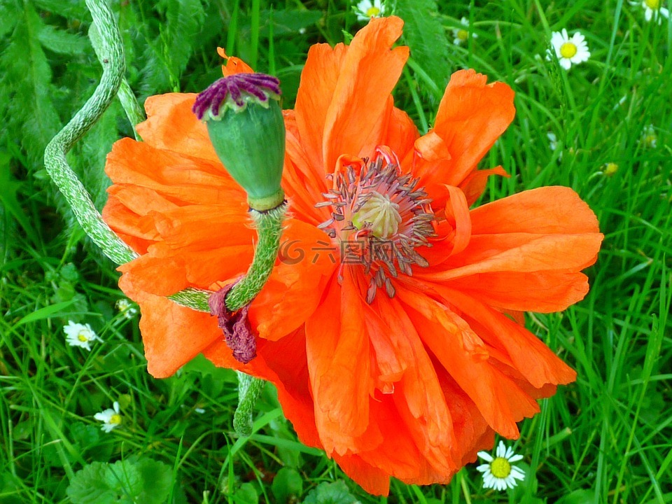 罌粟,開(kāi)花,紅色
