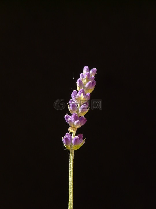 真正的薰衣草,熏衣草,薰衣草開(kāi)花