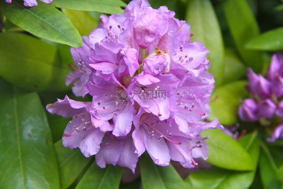 春天,开花,杜鹃