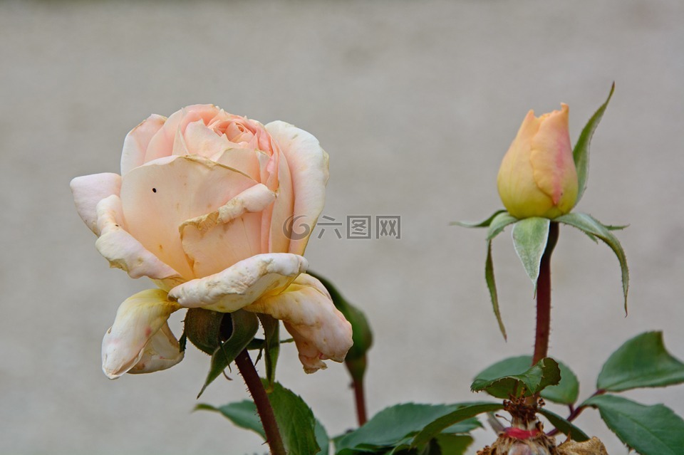 玫瑰,枯萎,開花
