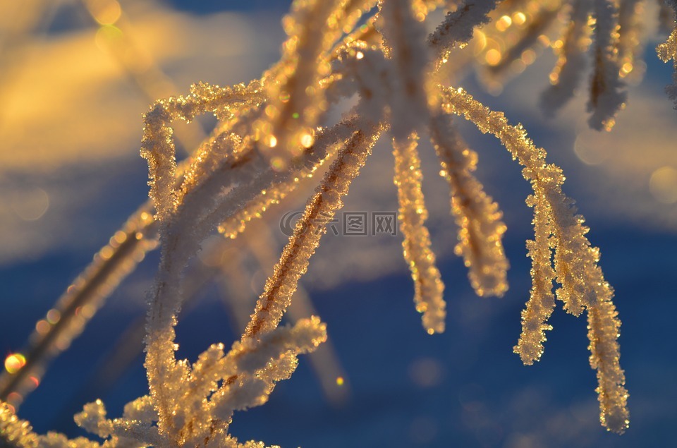 弗罗斯特,冷,雪