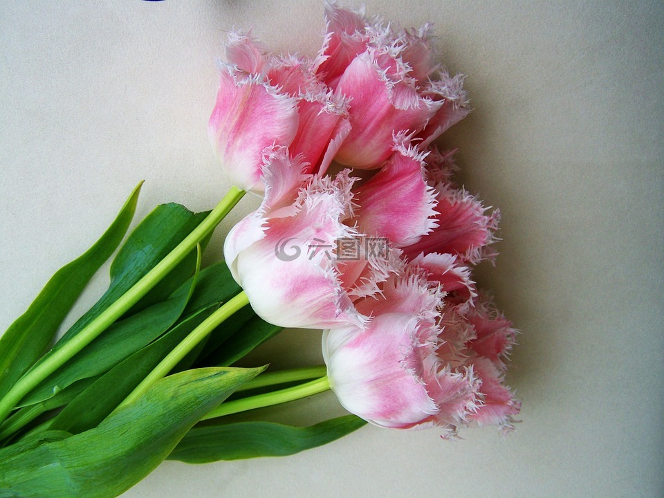 郁金香花束,淡粉色,切花