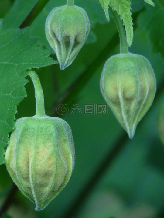 苘麻,觀賞植物,錦葵