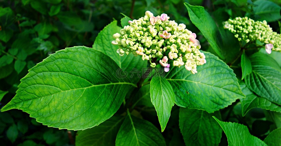 奧滕西婭,繡球,植物