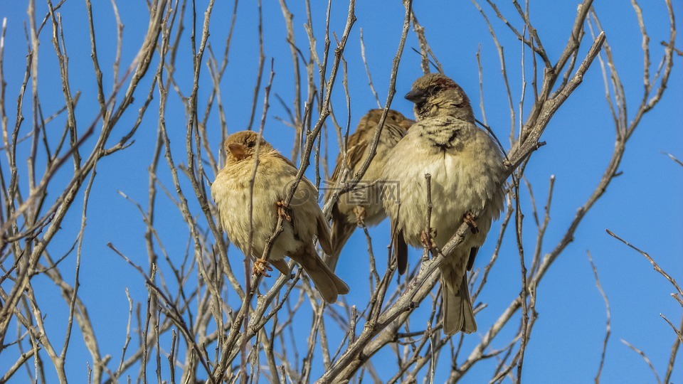 麻雀,樹,鳥