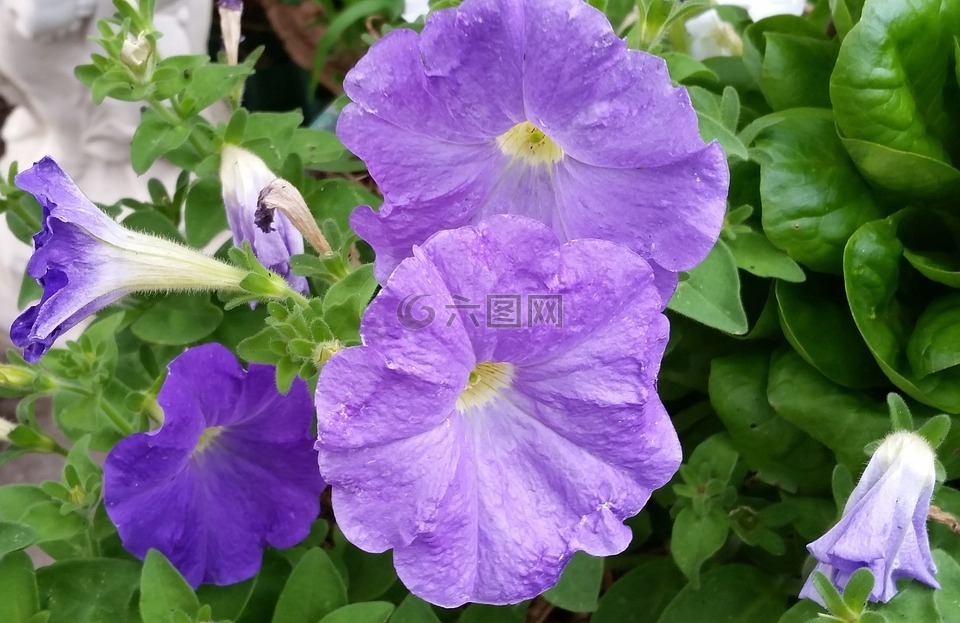 晚霜,紫色,鮮花