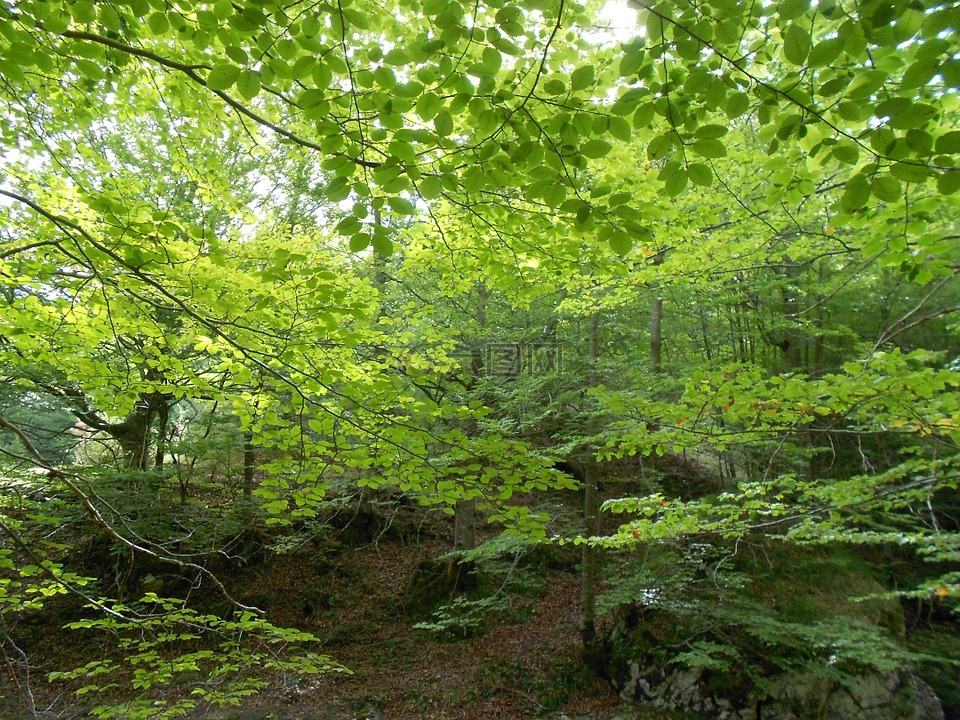 山毛榉木,公园,性质