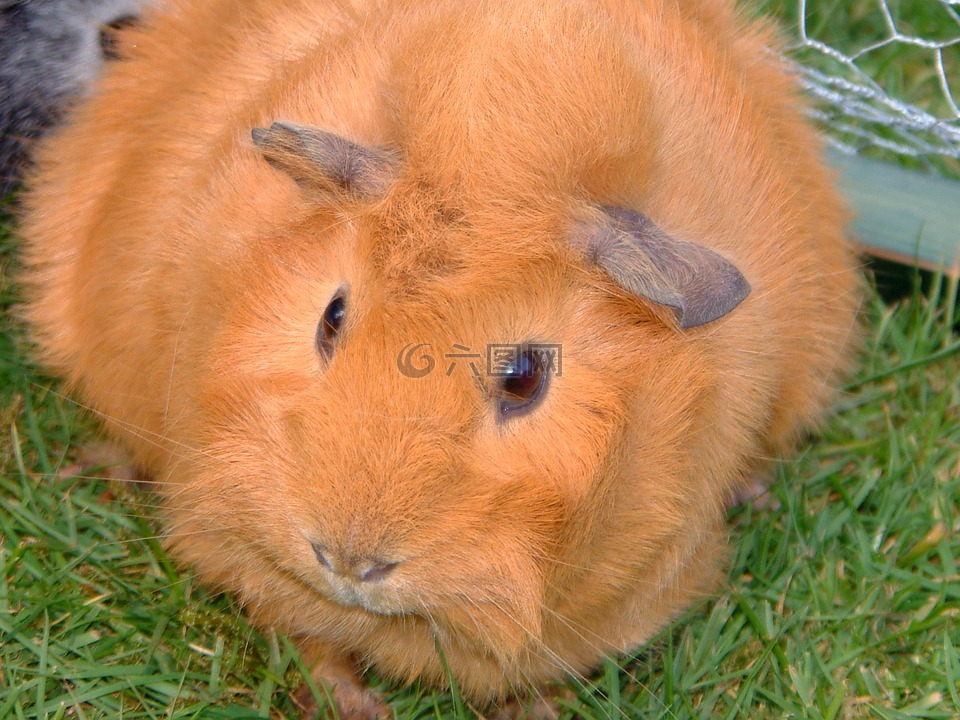 滅鼠,動物,幾內(nèi)亞豬